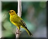 Sicalis flaveola2.JPG