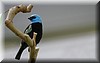 Tangara cyanicollis.JPG