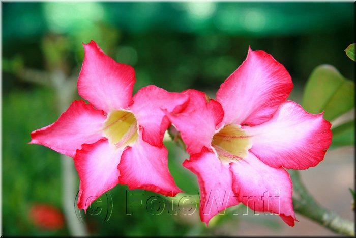 Adenium obesum4.jpg