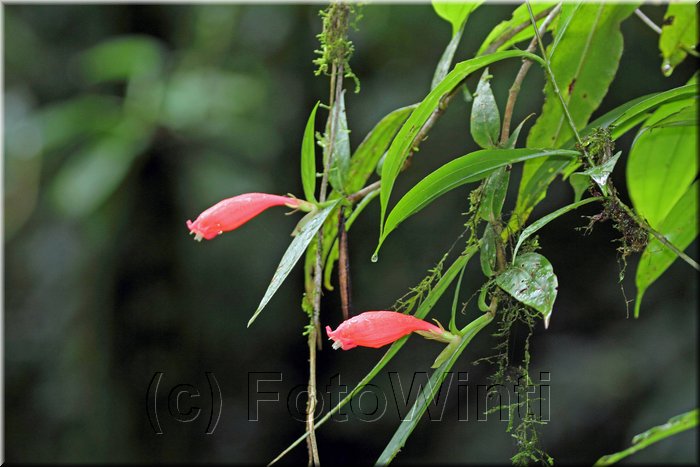Aeschynanthus micranthus 2.JPG