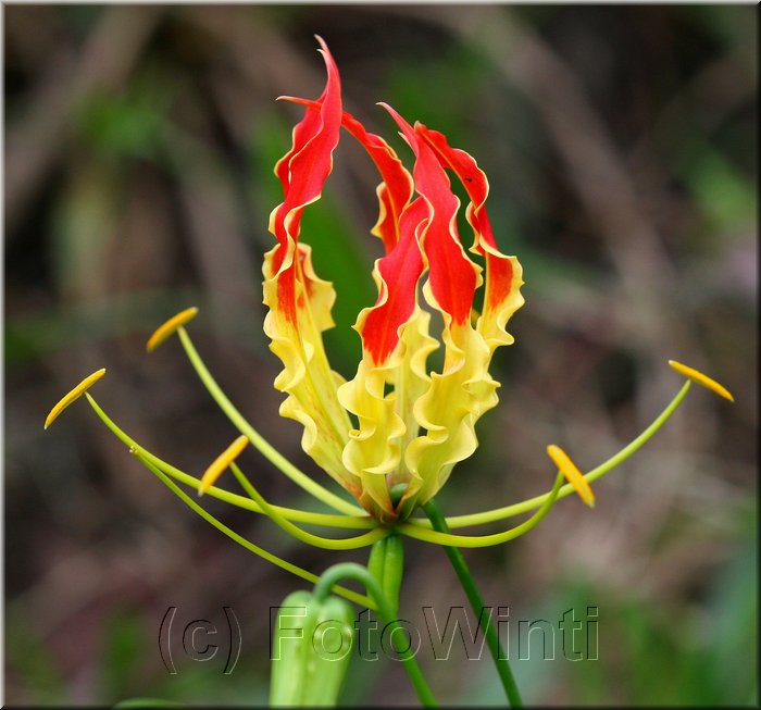 Gloriosa superba 3.jpg