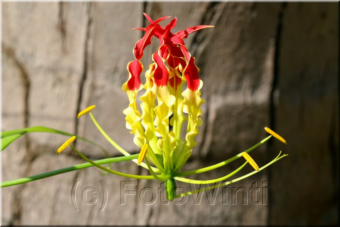 Gloriosa superba.JPG
