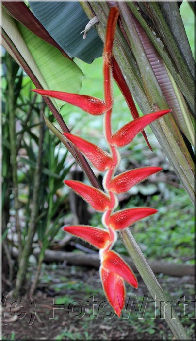 Heliconia 1.JPG