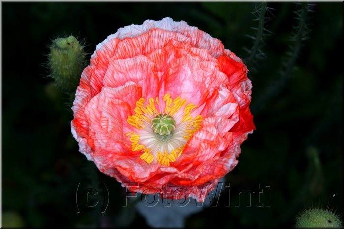 Mohnblume 2.JPG