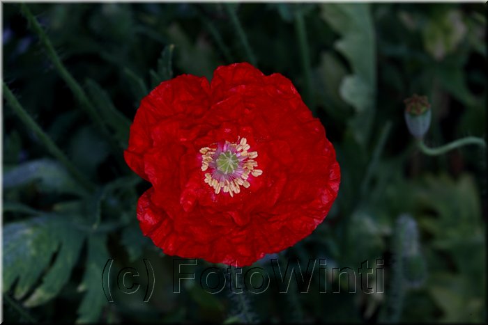 Mohnblume 3.JPG