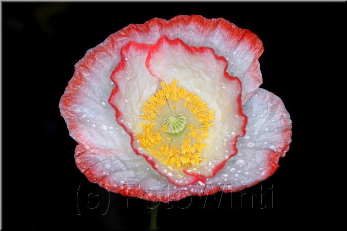 Mohnblume.JPG
