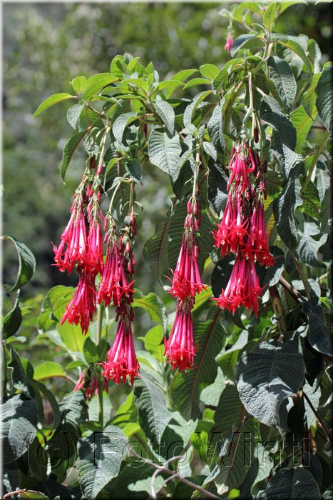 Onagraceae 1.JPG