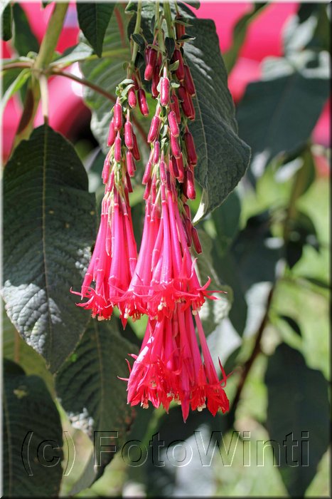 Onagraceae 2.JPG