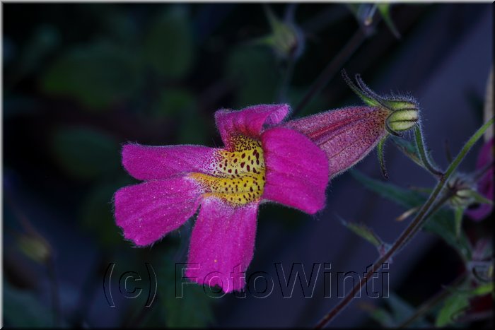 Rehmannia elata 2.JPG