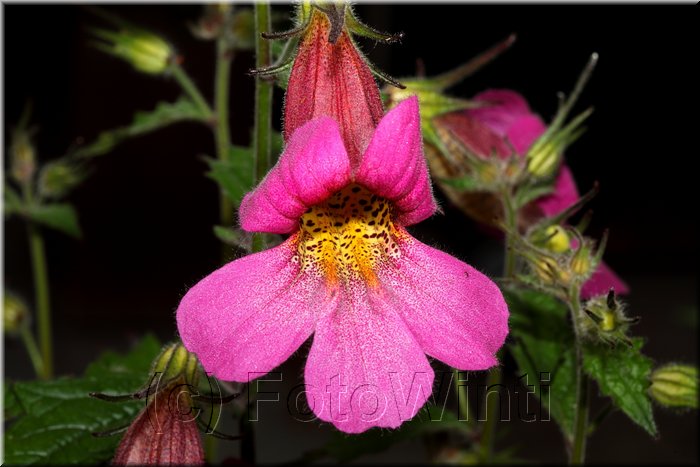 Rehmannia elata 3.JPG