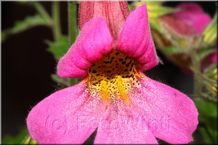 Rehmannia elata.JPG