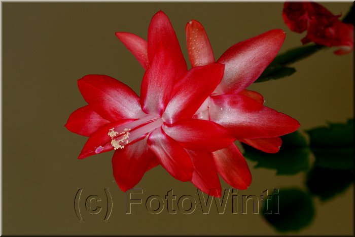 Schlumbergera.JPG