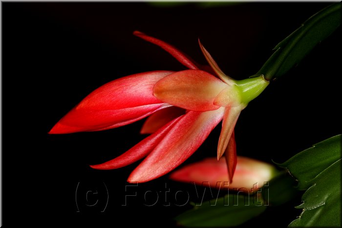 Schlumbergera2.JPG