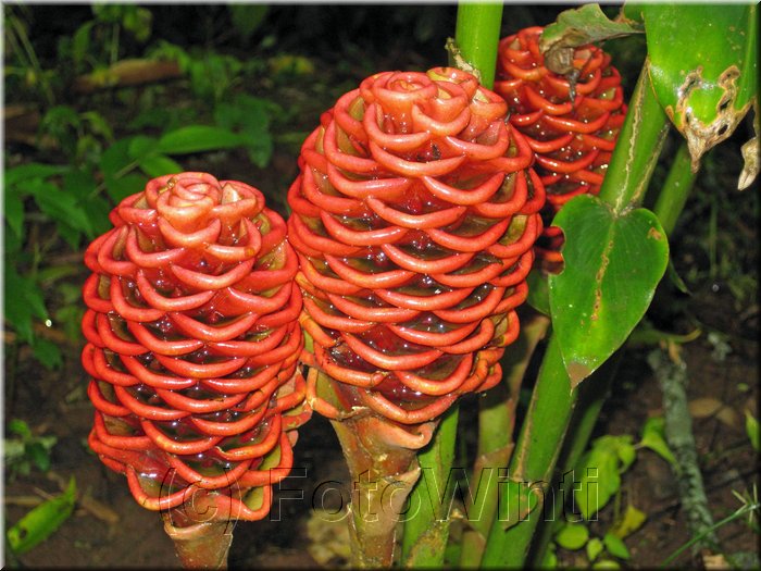 Zingiber officinale 2.JPG