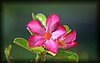 Adenium obesum.JPG