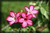 Adenium obesum2.JPG