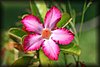 Adenium obesum3.JPG