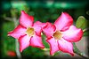 Adenium obesum4.jpg