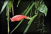 Aeschynanthus micranthus 1.JPG