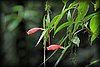 Aeschynanthus micranthus 2.JPG