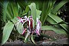 Crinum augustum 1.JPG