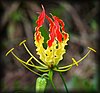 Gloriosa superba 3.jpg