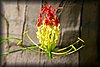 Gloriosa superba.JPG