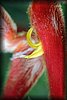 Heliconia 2.JPG