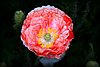 Mohnblume 2.JPG