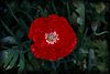 Mohnblume 3.JPG