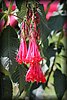 Onagraceae 2.JPG