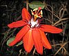 Passiflora coccinea.jpg