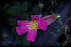 Rehmannia elata 2.JPG