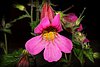 Rehmannia elata 3.JPG