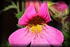 Rehmannia elata.JPG