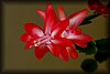 Schlumbergera.JPG