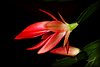Schlumbergera2.JPG