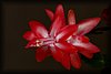 Schlumbergera3.JPG