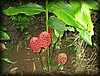 Zingiber officinale 1.JPG