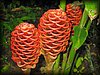 Zingiber officinale 2.JPG
