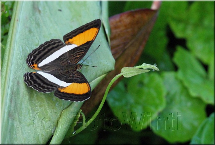 Adelpha cocala 1.JPG