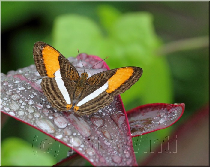 Adelpha cocala 2.JPG