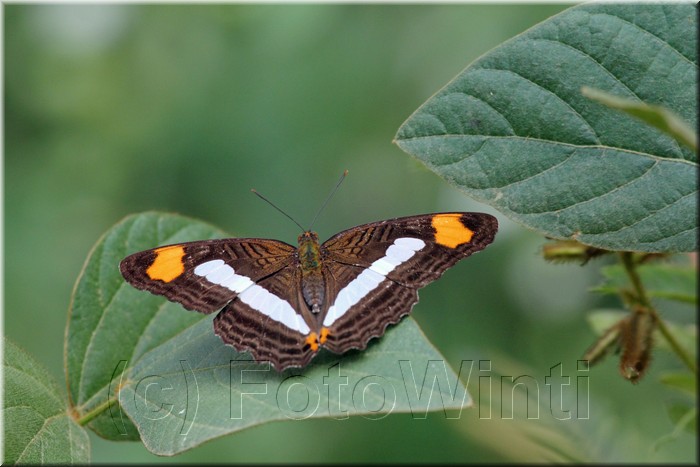 Adelpha fessonia 1.JPG