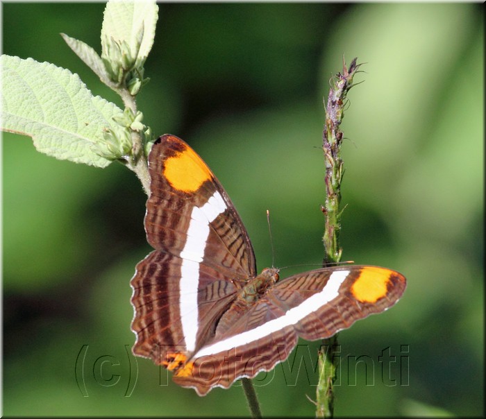 Adelpha fessonia 2.JPG