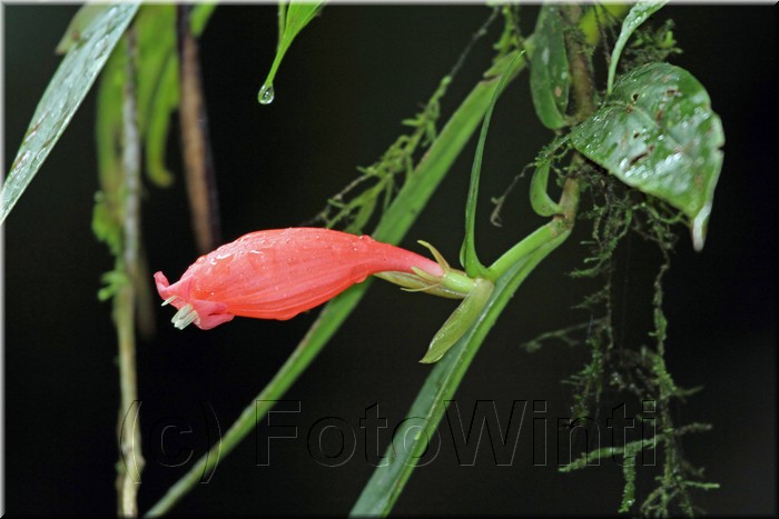 Aeschynanthus micranthus 1.JPG