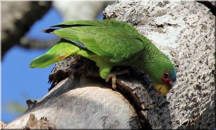 Amazona albifrons 2.jpg