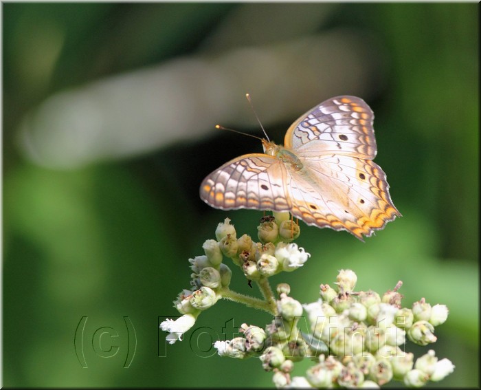 Anartia jatrophae 1.JPG