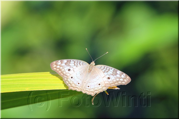 Anartia jatrophae 2.JPG