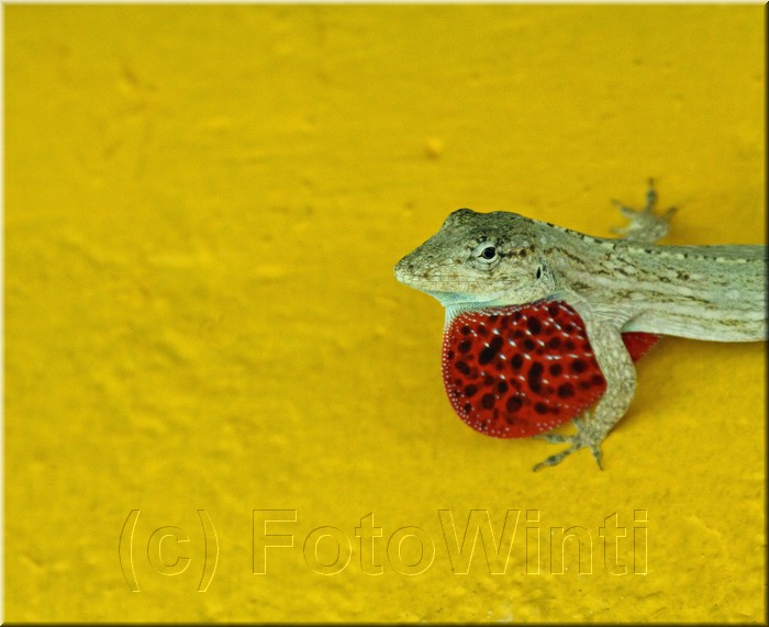 Anolis lemurinus 1.JPG
