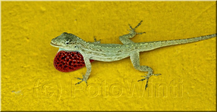 Anolis lemurinus 2.JPG